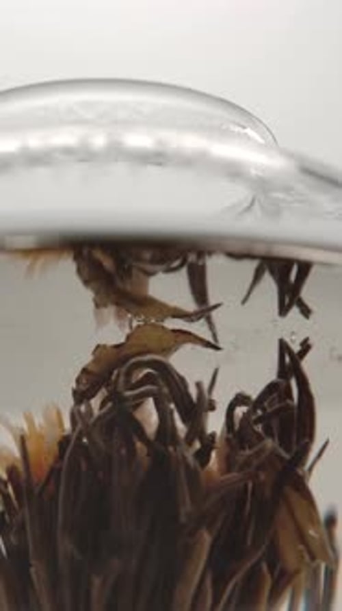 Close up of Tea Flower Blooming in Water