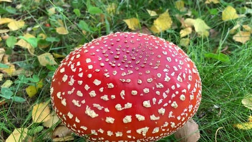 Red inedible mushroom spotted on the grass. Red fly mushroom on green background. Red mushroom on th