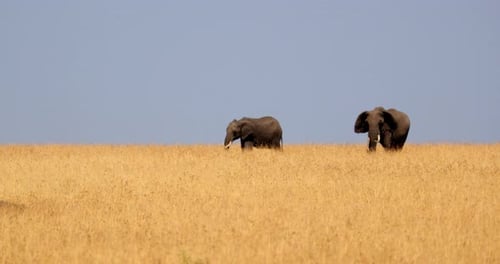Pair Of African Elephant Standing And Grazing In The Savannah Of Masai Mara In Kenya. - wide shot