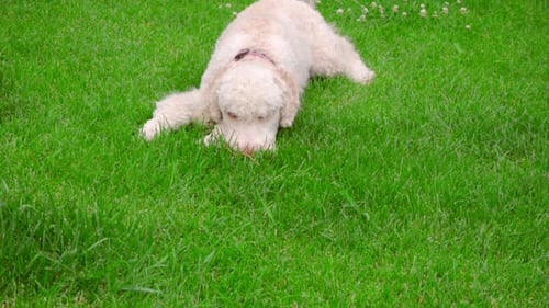 White Poodle Dog Lying on Green Grass. Cute Puppy Eating Grass. Calm