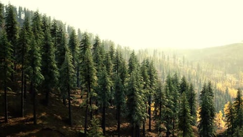 Sunlight Filters Through Tall Evergreen Trees in a Serene Forest Landscape