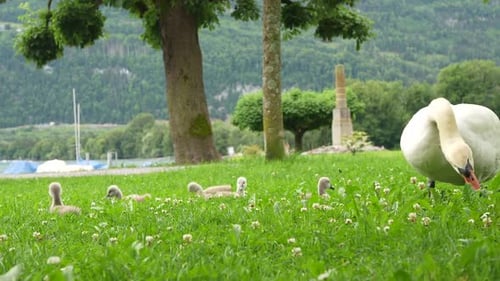 Cygnes et cygnets le long d'une prairie au bord du lac avec des bateaux et des montagnes en arrière-plan