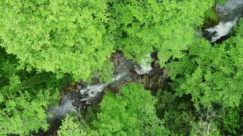 Rivière dans la forêt Nature Matin Paysage aérien magique dans les arbres verts de la forêt tropicale