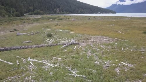 Aerial: Years of decayed driftwood cover low tidal flat in ocean inlet