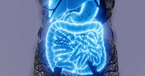 Dieses Lehrdiagramm zeigt die komplette Anatomie des menschlichen Verdauungssystems