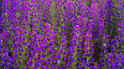 Field of Blooming Purple Flowers Swaying in Breeze