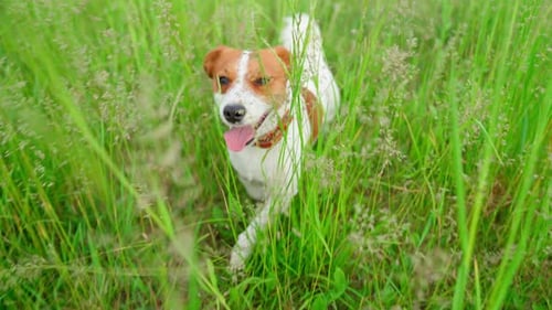 Happy Jack Russell Dog Running in Grassy Field
