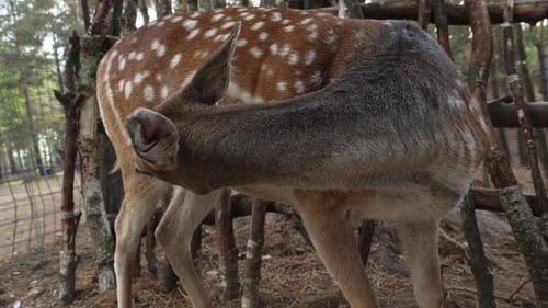 Spotted Deer Grooming Itself in Forest Setting