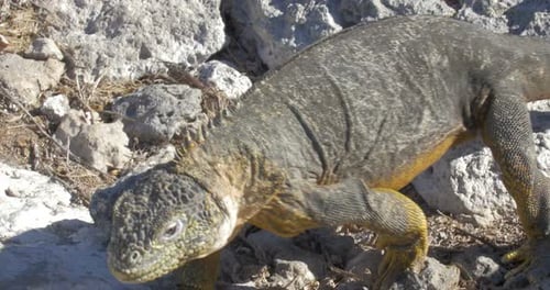Ground Iguana