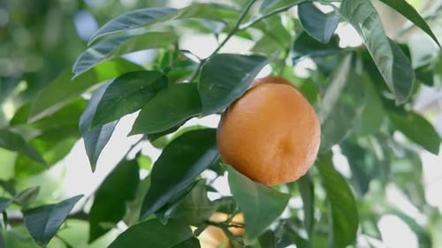 Natural Organic Oranges Ripen on an Orange Tree Hanging on Branches Among the Foliage