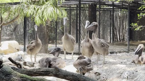 Brown pelican Bird