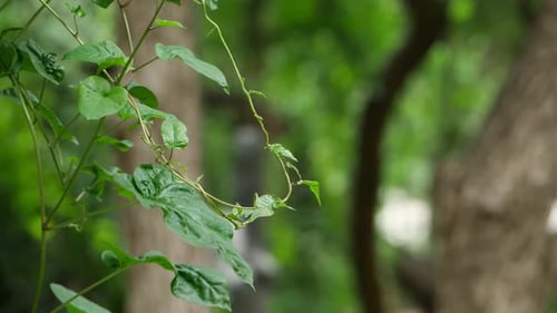 Primer plano de la rama de un árbol con un fondo borroso, una enredadera con hojas y una planta