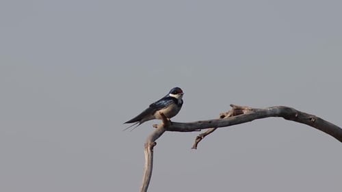 Weißkehlschwalbe, die von einem Ast abhebt.