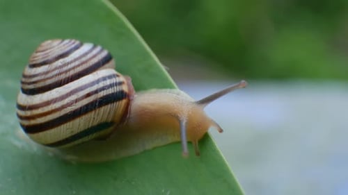 Snail with Striped Shell Moves Across Fresh Green Leaf