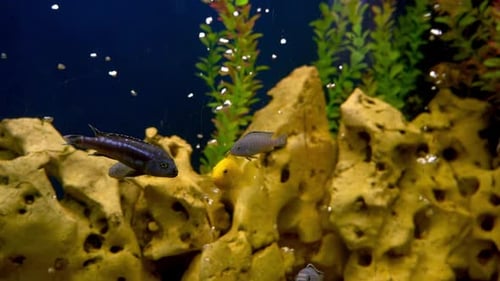 Multicolored Fish in the Aquarium Domestic Fish Swims A Pet