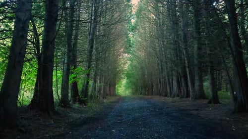 Eine wunderschöne Schotter- und Schotterstraße durch einen Pinienwald mit goldenem Licht im Sommer.