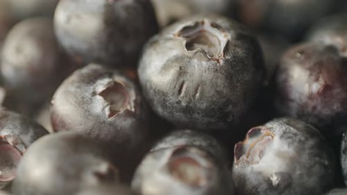 Blueberry Berry Background Macro Water Drops on Ripe Blueberries