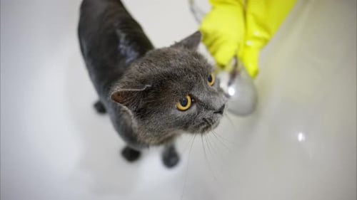 Grey Cat Getting Bathed with Shower Head