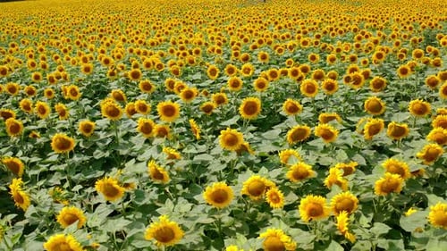 Big sunflower plantation in summertime