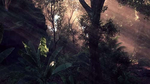 Morning Sunlight Filters Through Trees in a Calm Forest