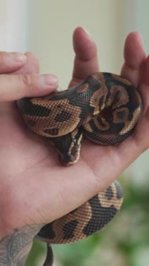 Mains d'homme caressant un petit python à l'intérieur