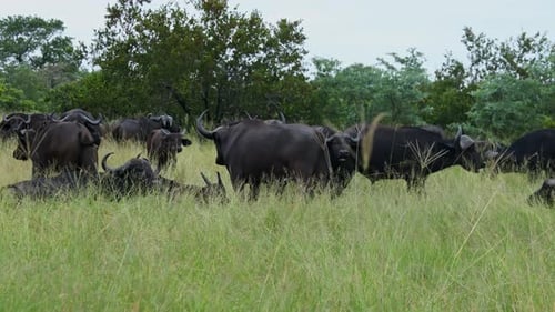 African Cape Buffalos On The Sabi Sand Game Reserve Near Kruger National Park In South Africa. Stati
