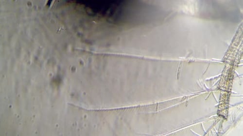 Contagion Collection: Close up view of microscopic parasite legs