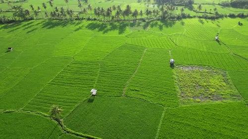 Rice Field Indonesia