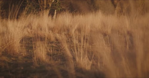 A closeup of rushes gently waving in the wind