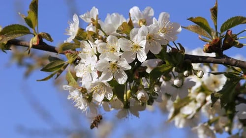 Flores de cerejeira na primavera contra um céu azul com nuvens brancas claras, natureza selvagem na primavera, está na hora