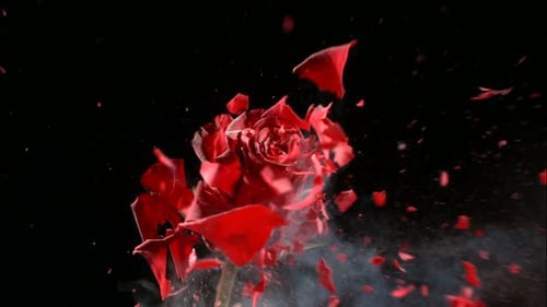 Frozen red rose shatters in liquid nitrogen explosion filmed with phantom camera