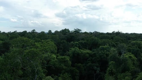 Vue aérienne : Jungle dans le parc national d'Iguazú, à Misiones, en Argentine, vue large vers l'avant
