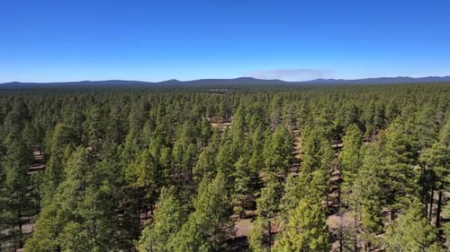 Vue aérienne d'arbres forestiers, États-Unis.