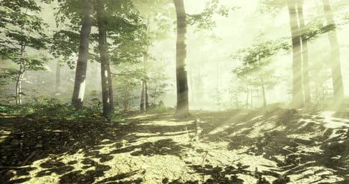 Sunlight Filters Through Trees in a Serene Forest During the Golden Hour