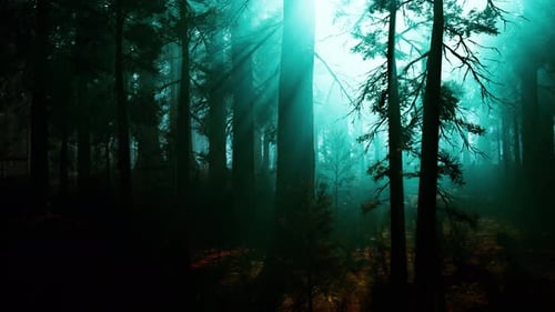 Forêt de séquoias : abondance luxuriante d'arbres imposants