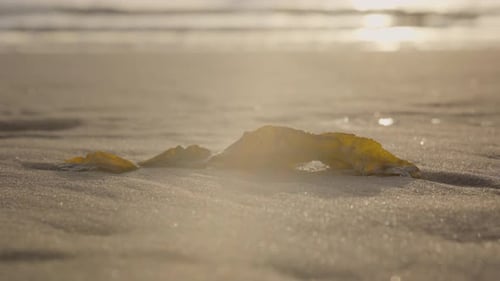 Single seaweed leaf on the beach (Close up, 4K).
