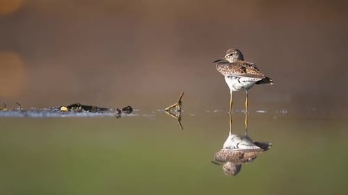 Wood Sandpiper in lake with reflection in water
