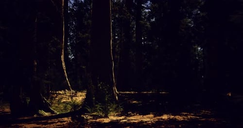 Mysterious Forest Illuminated By Gentle Moonlight at Night