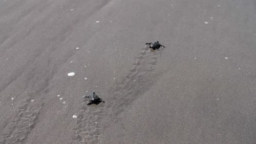 Zwei Babyschildkröten, die tagsüber auf nassem Sand an der Küste streben