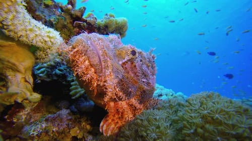 Meereskorallen, Skorpionfische
