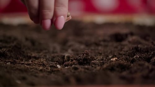 Female Hand Putting Seeds in the Soil Slow Motion View of a Person Sowing Plants in the Ground