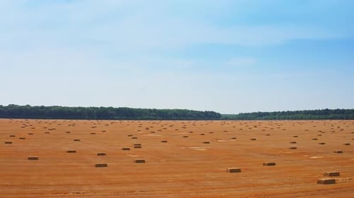 Contrasting mowed wheat field covered with rectangular hay bales. Green trees and blue sky backdrop.