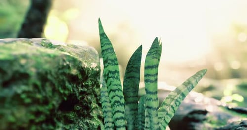 Des plantes vertes luxuriantes émergeant d'un terrain rocheux dans un cadre naturel serein