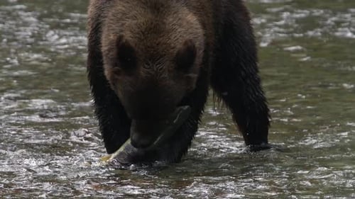 Close up: Large brown bear catches slippery salmon in shallow river