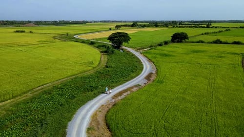 Aerial View: People Walking Through Rice Fields