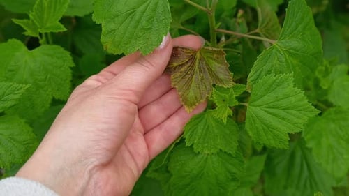 Hand Touching Green Leaves of a Currant Bush