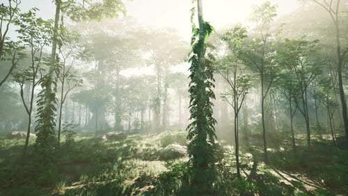 Une lumière vive brille à travers le brouillard humide et les feuilles de la jungle