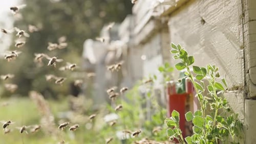 Multiple hives at the apiary in the forest. A swarm of bees deposits nectar.