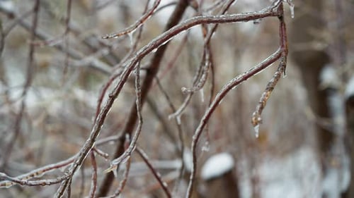 Iced Tree Branches in Winter Macro