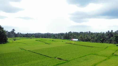 Flying over rice fields of Bali island in Indonesia. Aerial drone ascending view